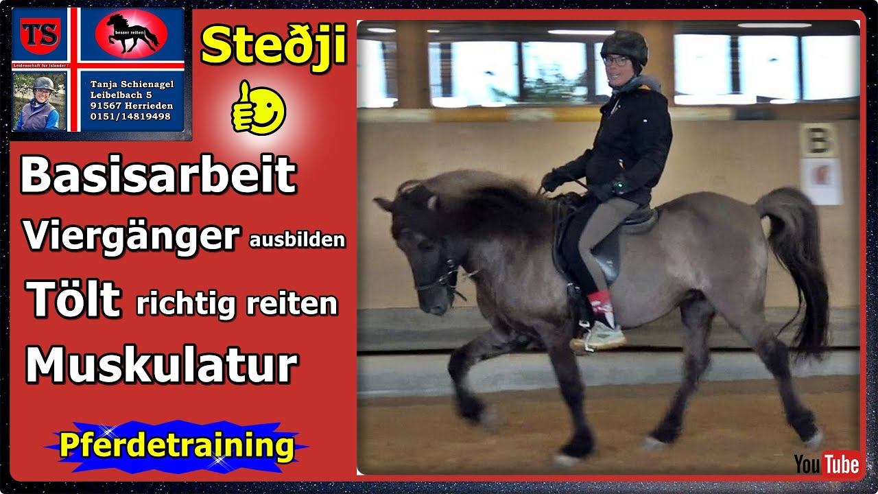 Ste&eth;ji, Isl&auml;nder, Vierg&auml;nger ausbilden, T&ouml;lt richtig reiten, Muskulatur, Tipps, Tanja Schienagel