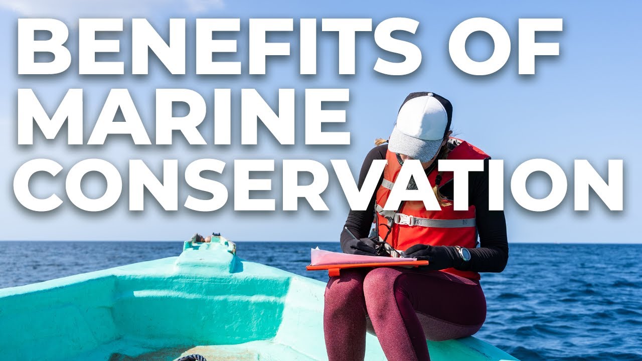 Benefits of marine conservation