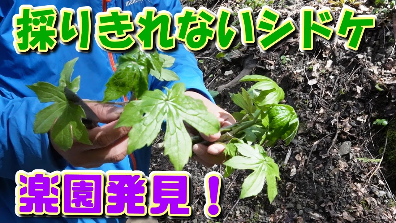 『山菜採りで体験する四季の移ろいモミジガサ通称シドケ編』