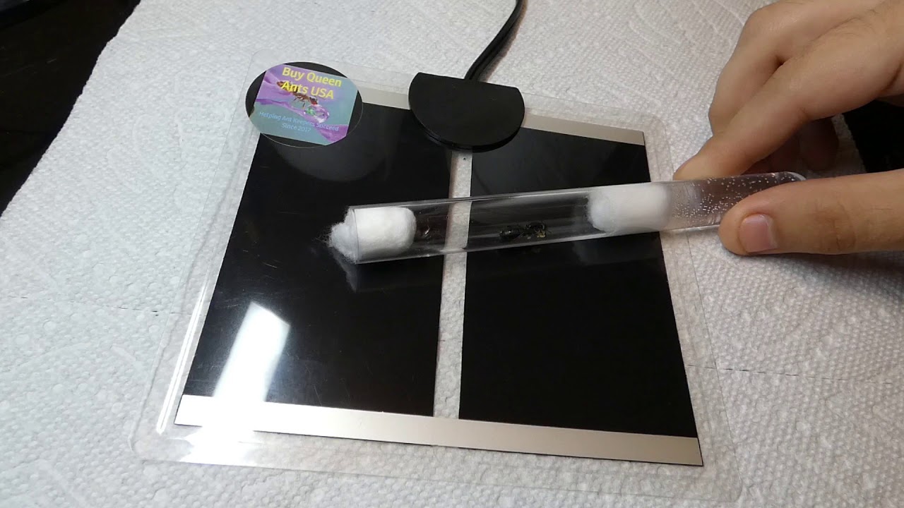 My Antics- Helping your colonies grow with heat sources