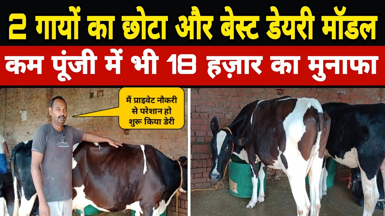 2 गायों का डेयरी फार्म कैसे शुरू करें/small dairy farm up/dairy farm chandauli up/dairy farming ||