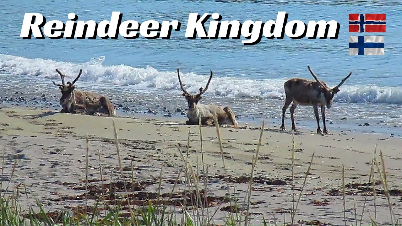 Reindeer Kingdom: Northern Norway & Northern Finland
