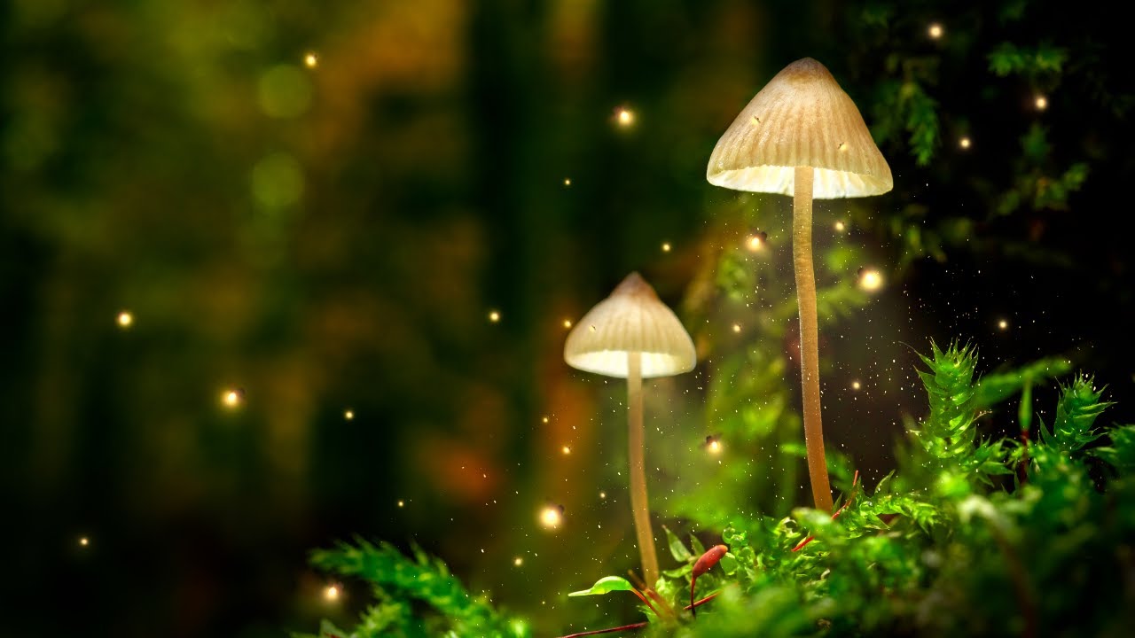Music to help you study Japanese - Ambient study music | Magic forest