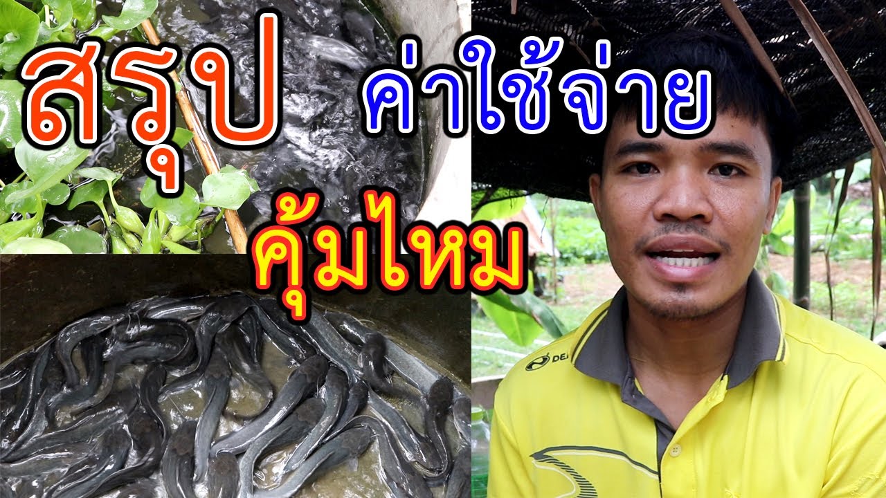 เลี้ยงปลาดุกในวงบ่อซีเมนต์ สรุปค่าใช้จ่าย คุ้มไหม | อีสานร่มเย็น