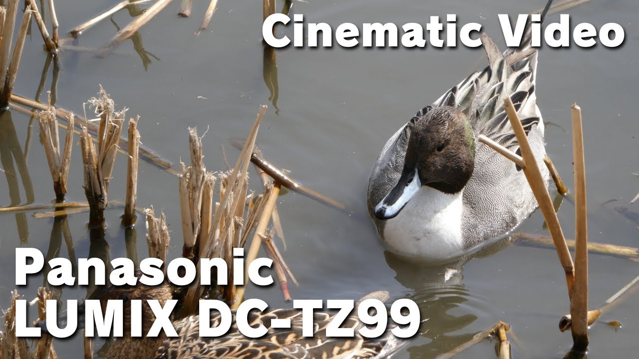 LUMIX DC-TZ99 / Cinematic Video / Panasonic / No color grading / Hand-held / 蓮華寺池公園 / Japan