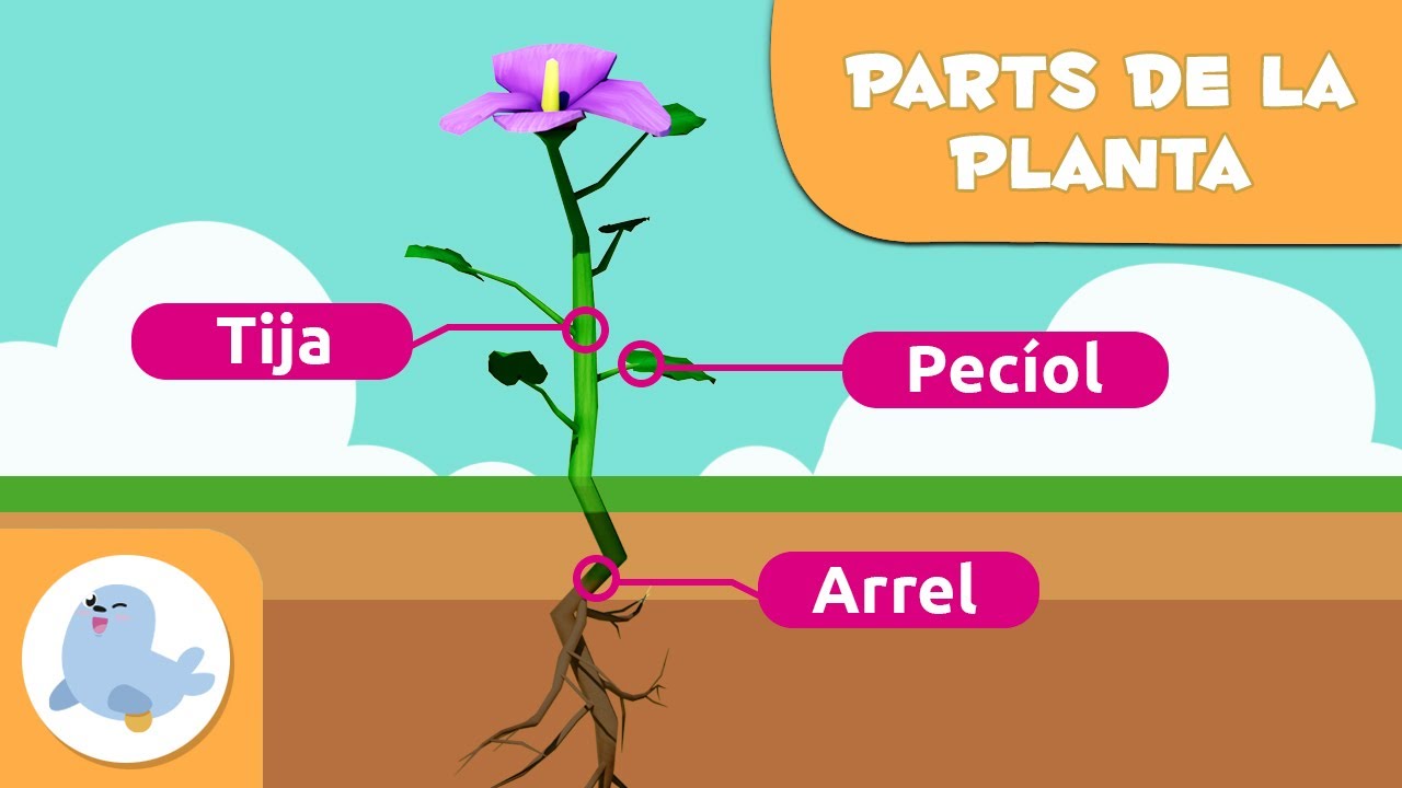 La planta i les seves parts per a nens - Ciències naturals per a nens en català