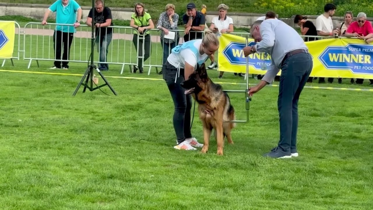 BSZS 2025Working Male Zapo vom BordetalBazooka de casa Celta x Tahlia Von der Barenschlucht