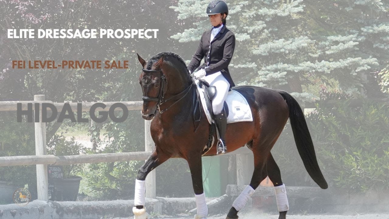 Dressage Gelding For Sale - Hidalgo | Lusitano x Warmblood | Schoolmaster Horse USA