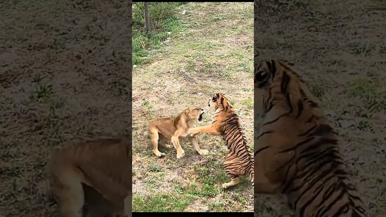 Tiger defeated by lioness at Chinese zoo