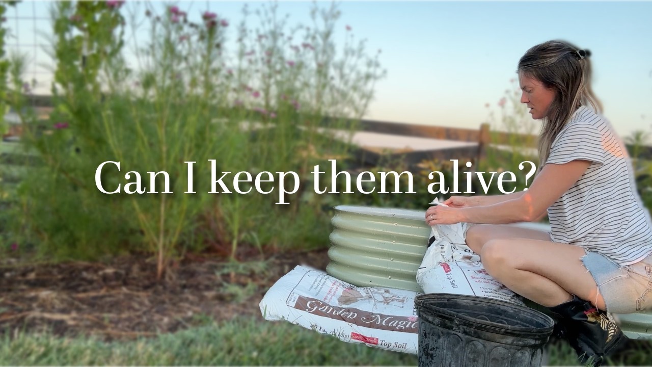 Trying to save my sweet pepper plants | Plus a Luffa count update!