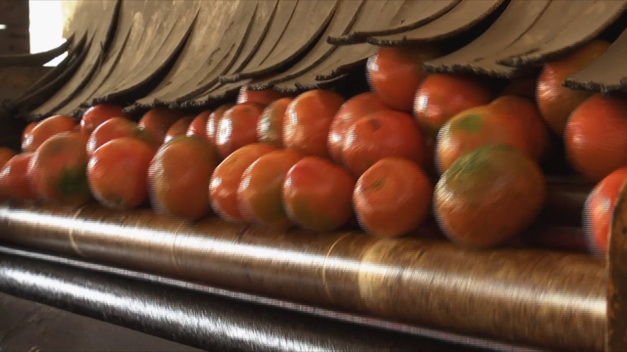 Veracruz Agropecuario - Naranja de Álamo Temapache