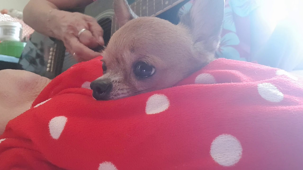 Love me love my dog...👵Cover by Malinda...👵