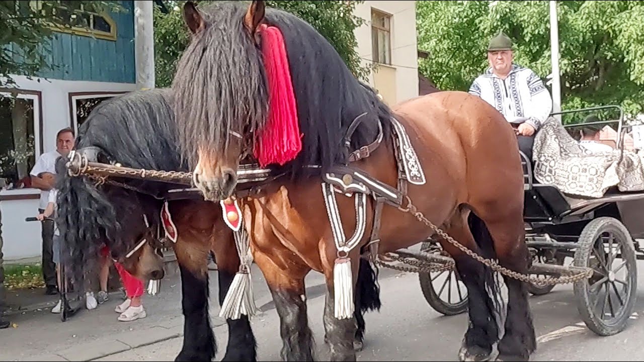 Parada cailor Gura Humorului-Bucovina plimbare prin oraș 2023