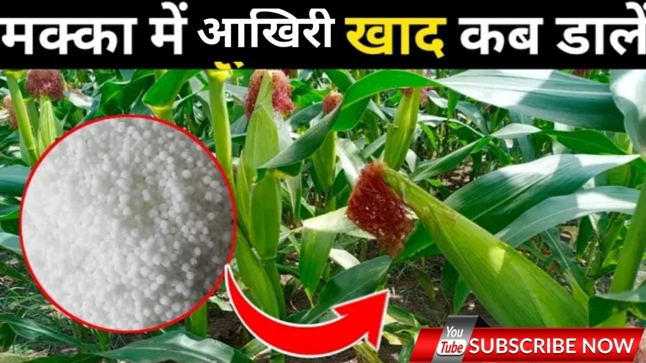 makka me akhiri khad kab v kaun see daale / मक्का मे आखिरी खाद कब व कौन सी डाले
