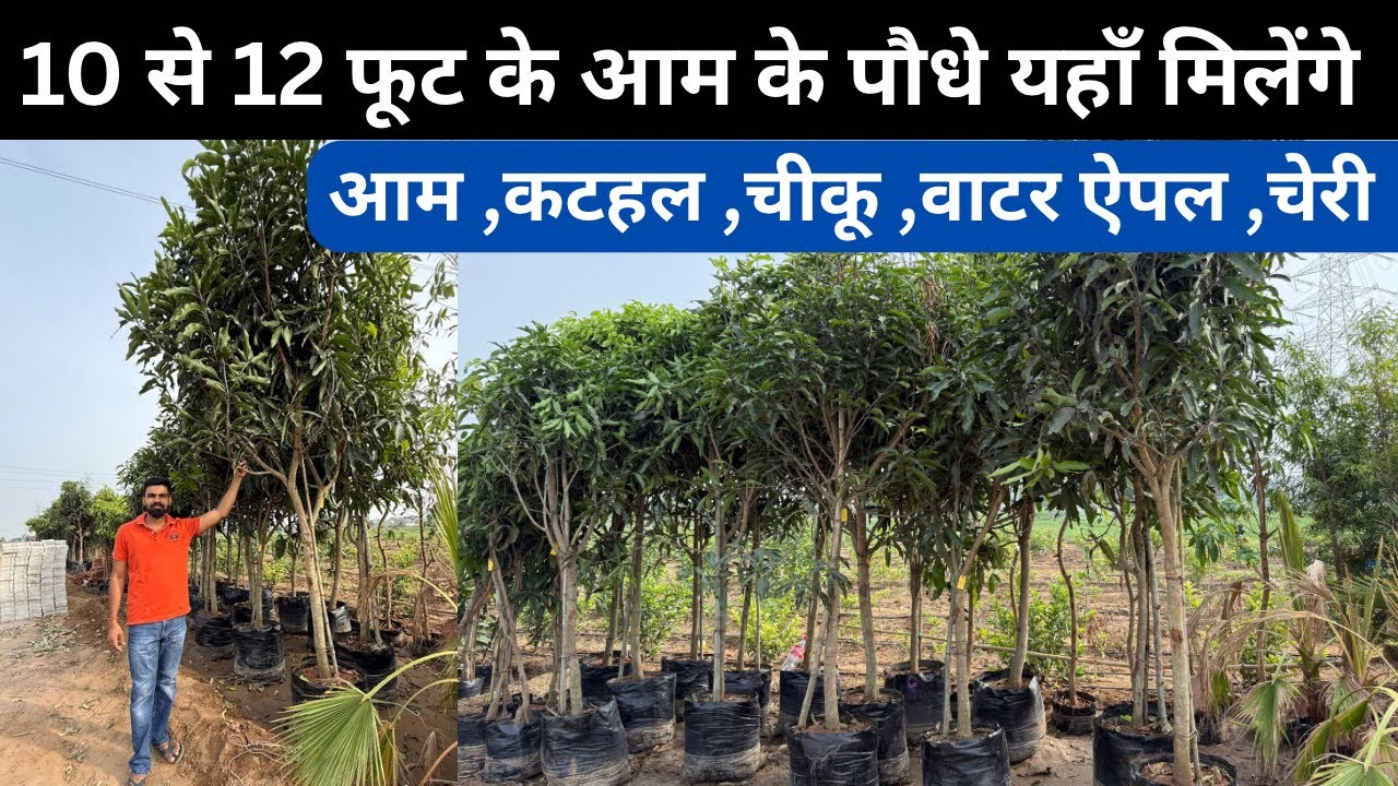 फ़ार्म हाउस के लिए बड़े पौधे यहाँ मिलेगा 🙏🏻