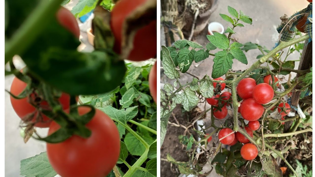 Tomatoes harvest in our garden