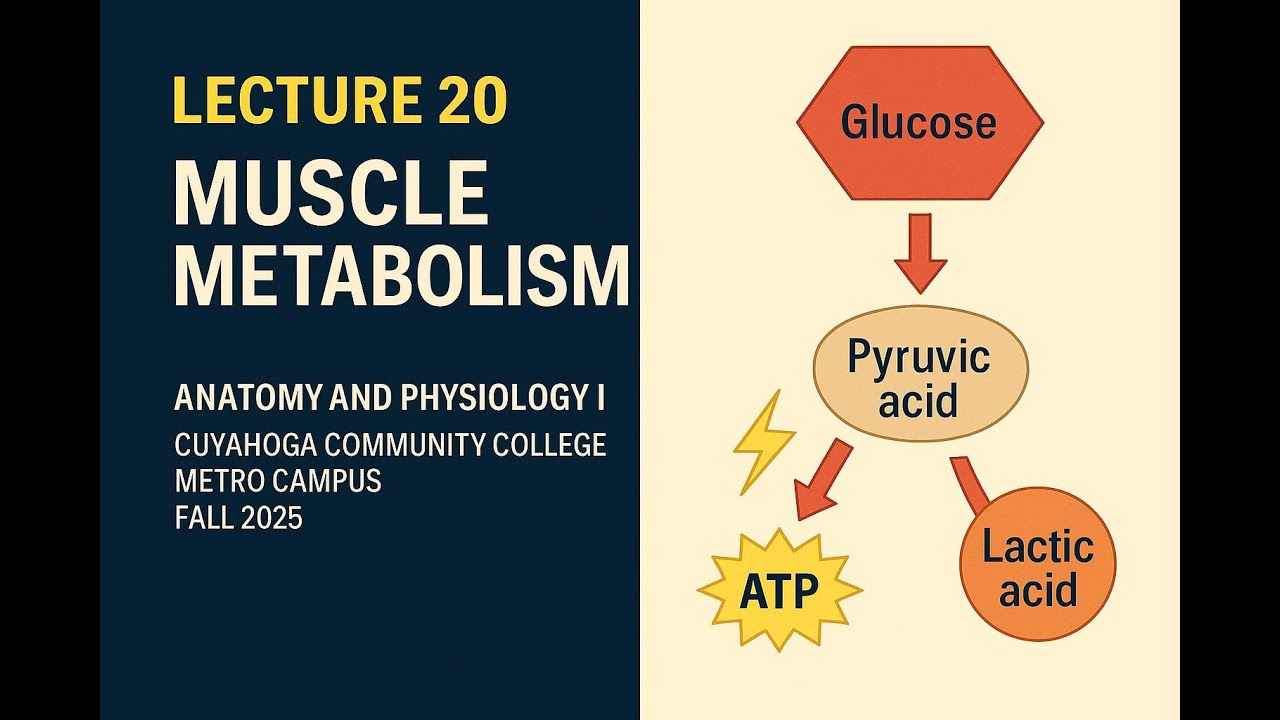 Lecture 20: Muscle Metabolism, Development & Mechanics | BIO 2331 Tri-C Anatomy & Physiology I