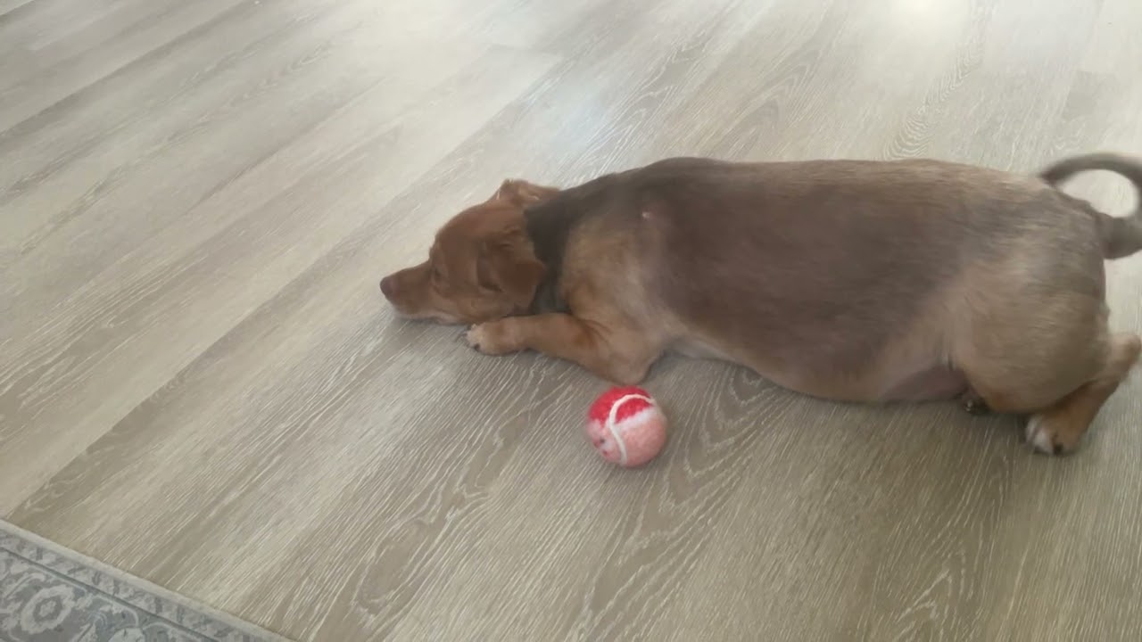 the tank is awake