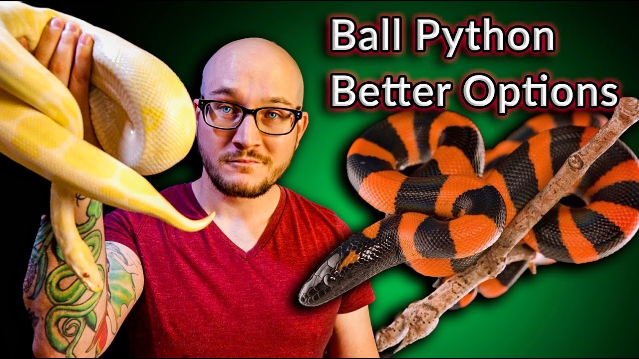 DO NOT Get A Ball Python! These Snakes Are Better | Top 5 SURPRISING Ball Python Alternatives