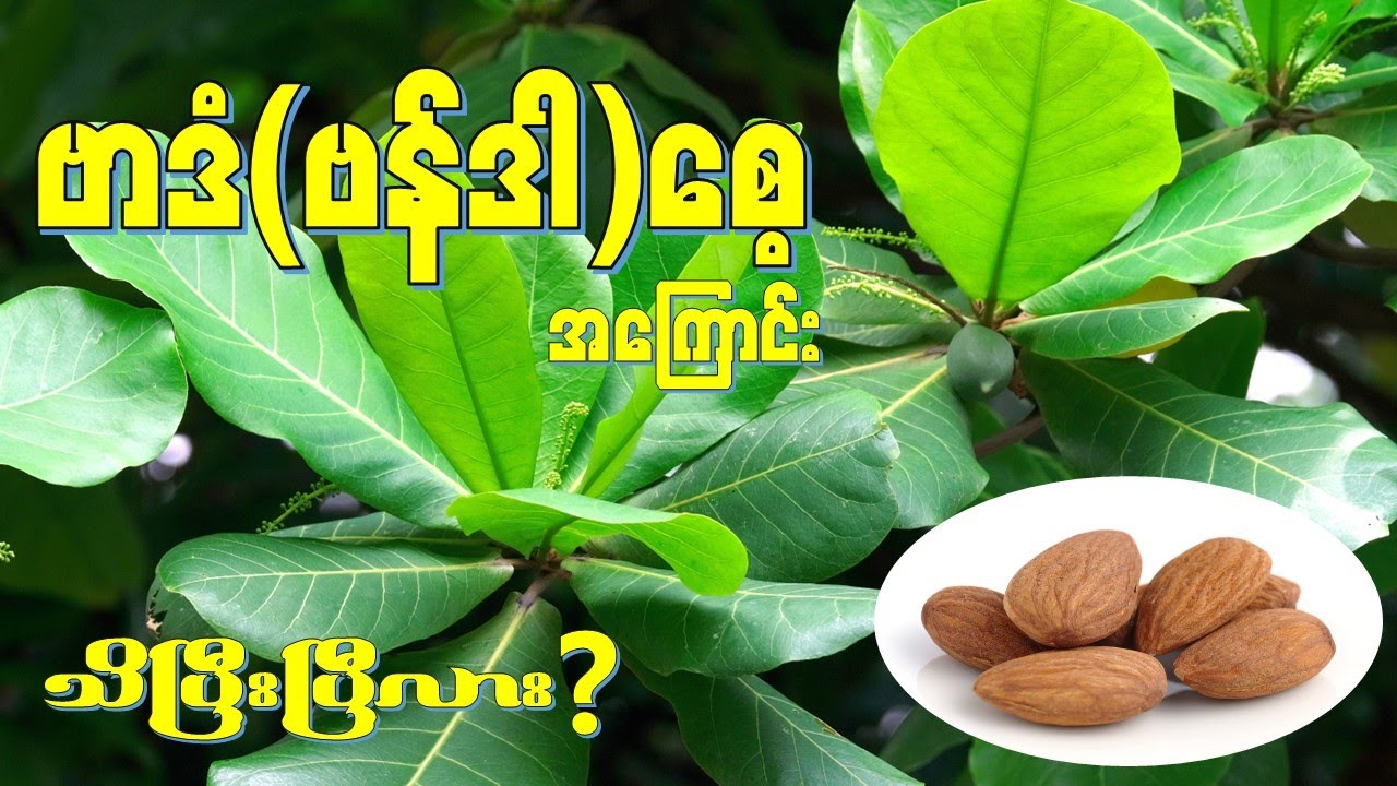 ဗာဒံ (ဗန်ဒါ)စေ့ အကြောင်း သိပြီးပြီလား ?