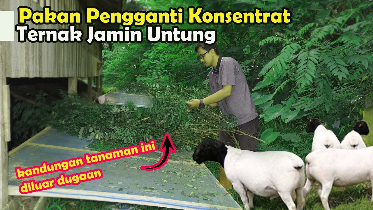 Pakan Pengganti Konsentrat,Ternak Kambing Jamin Untung