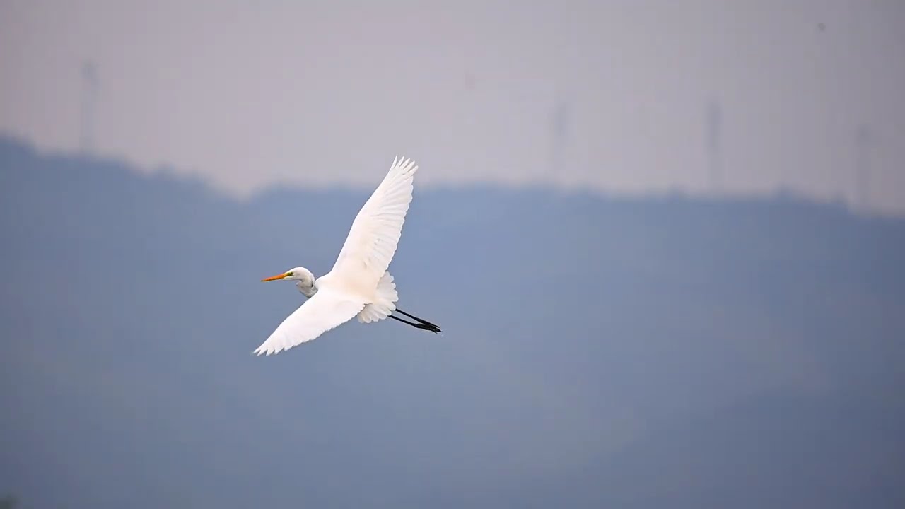 White egret flying