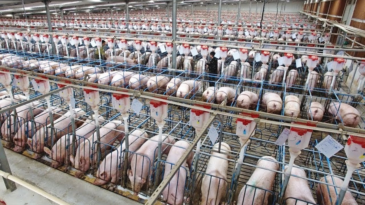 How 🐷🥩 PORK Is MADE in Modern FACTORIES  | The World&rsquo;s #1 Meat