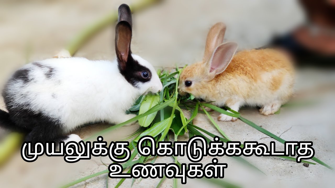 முயலுக்கு கொடுக்ககூடாத உணவுகள் | Uneasy foods for rabbits