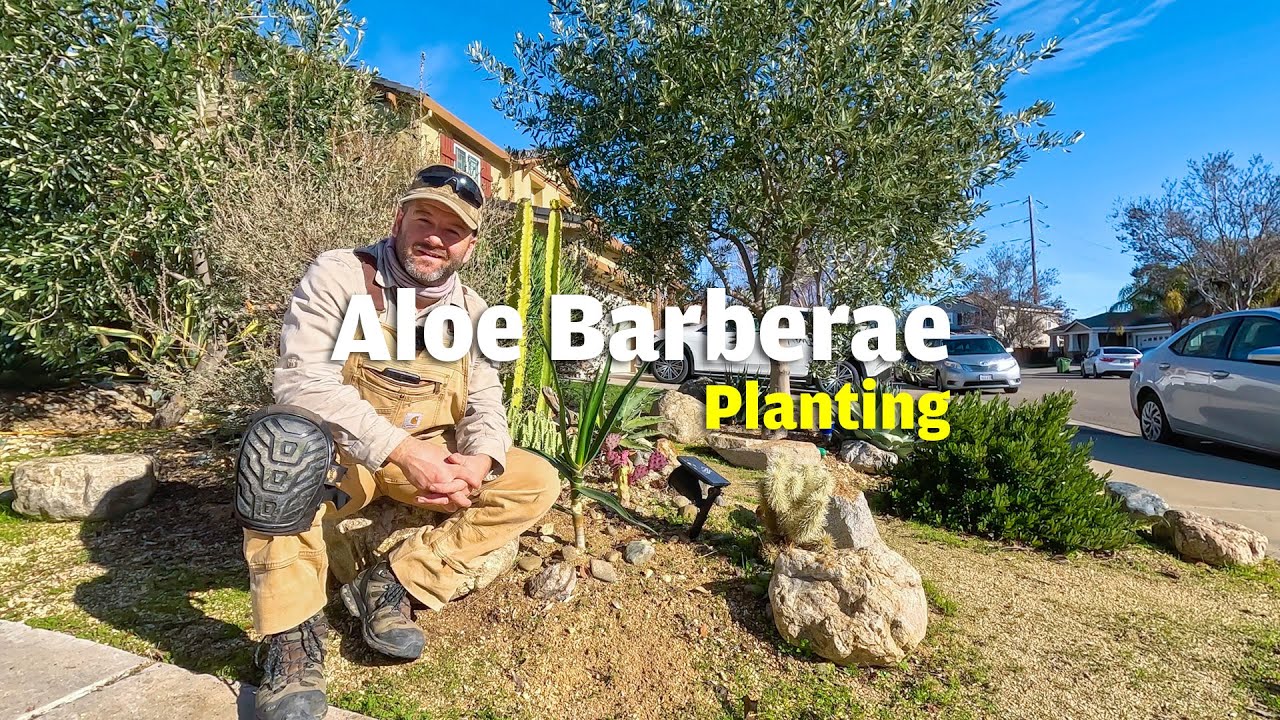 How to remove a Pachycereus pringlei 'cardon cactus' and replace with an Aloe barberae in the garden