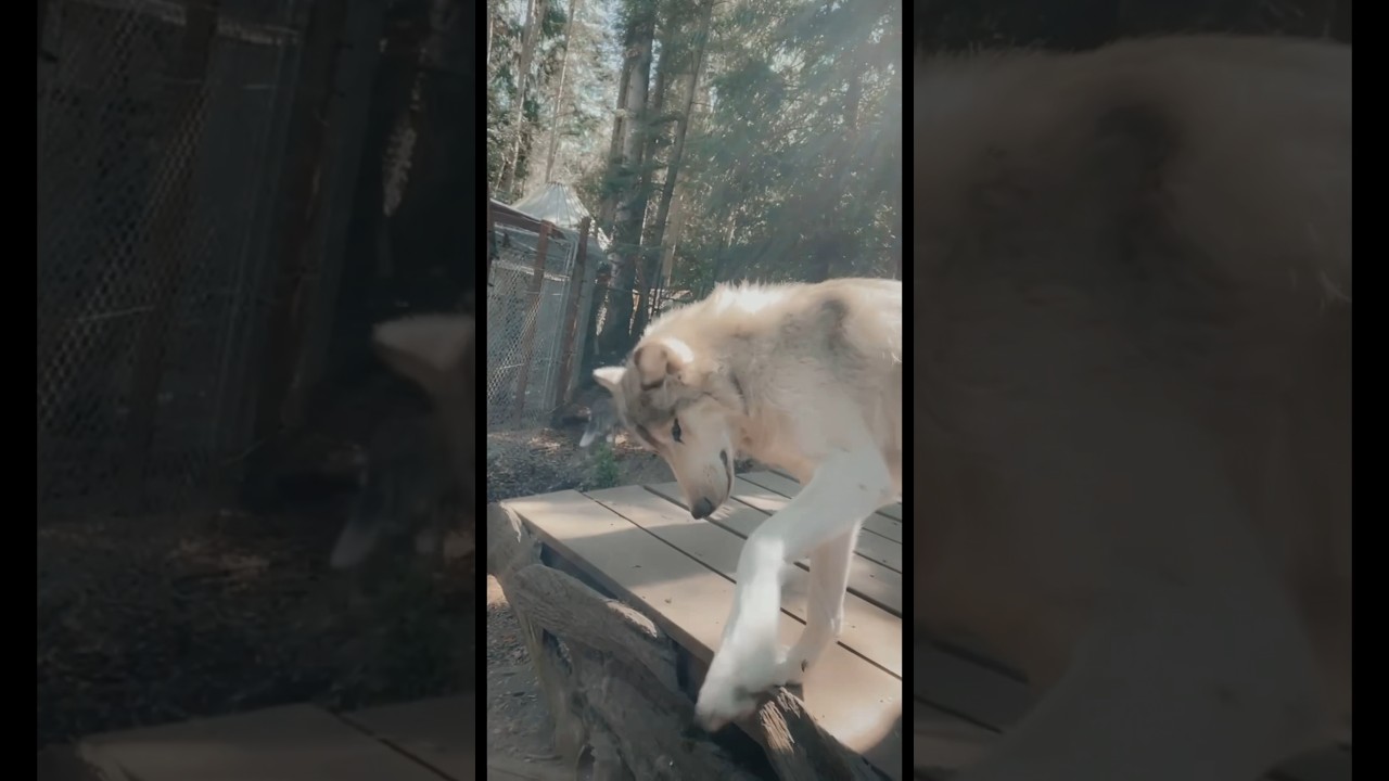 Meet Zeus &bull; Gray Wolf Dog Ambassador