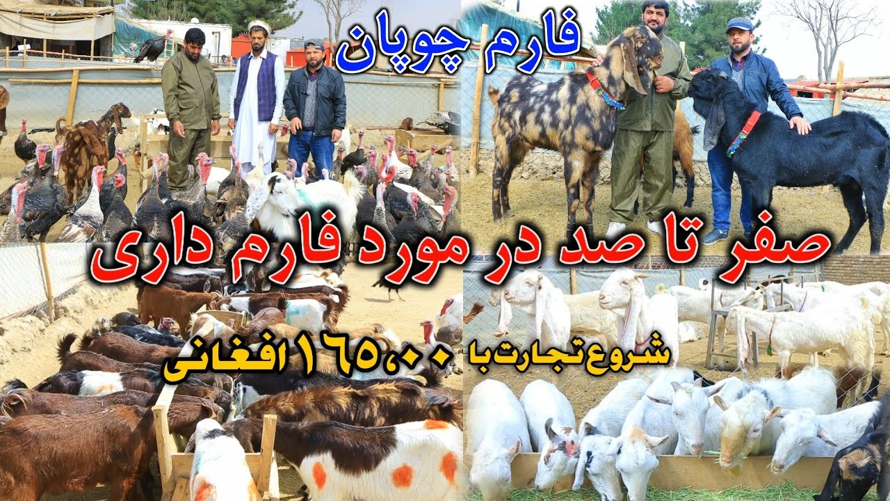 فارم چوپان - صفر تا صد در مورد فارم داری || فارم بزرگ بزهای نسلی || شروع تجارت با ۱۶۵،۰۰ افغانی 