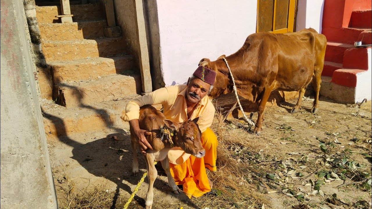 आज है बौधाण पूजा कैसे होता है जैविक दूध गांव पहाड़ उत्तराखंड में 