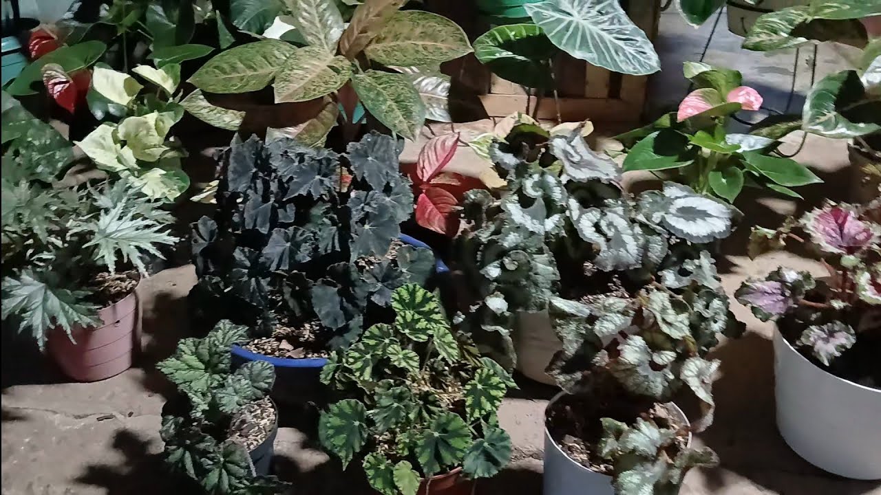 TE ENSEÑO LA FORMA CORRECTA DE TRANSPLANTE TU NEGOCIO❤️🌺🪴