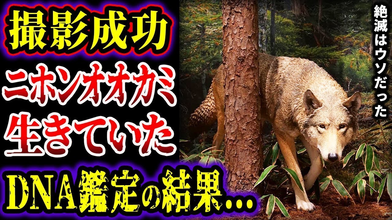 【ゆっくり解説】ニホンオオカミは絶滅していなかった…!! DNA鑑定で判明した、ニホンオオカミ生存の証拠がヤバい…絶滅していなかった生物集【UMA・未確認生物】