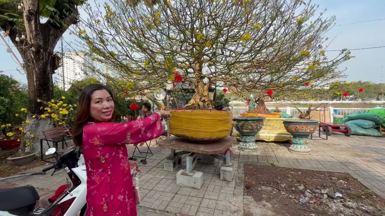 Đẹp quá.. mai vàng..!!