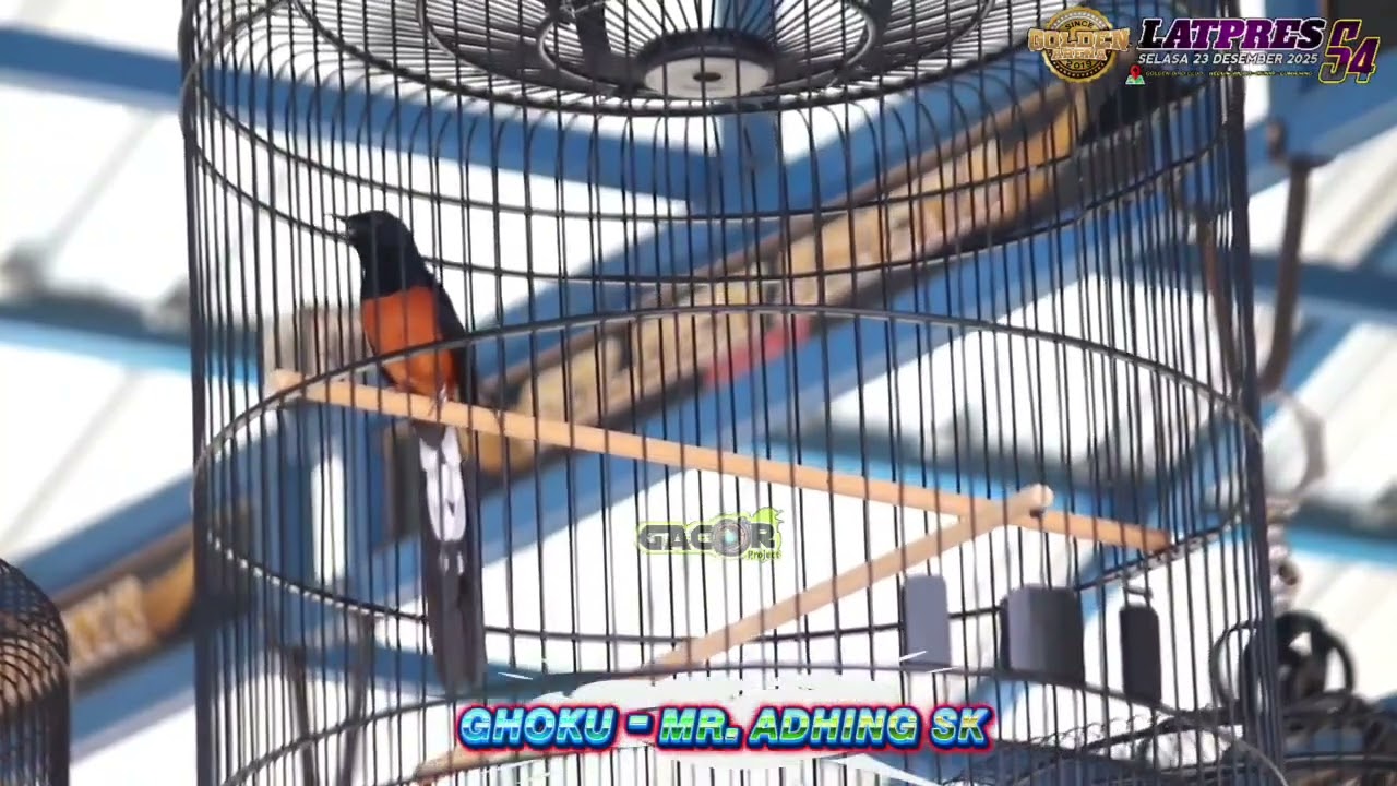 Murai Batu GHOKU MR. ANDHINK SK || Bantai 3 Kelas Utama