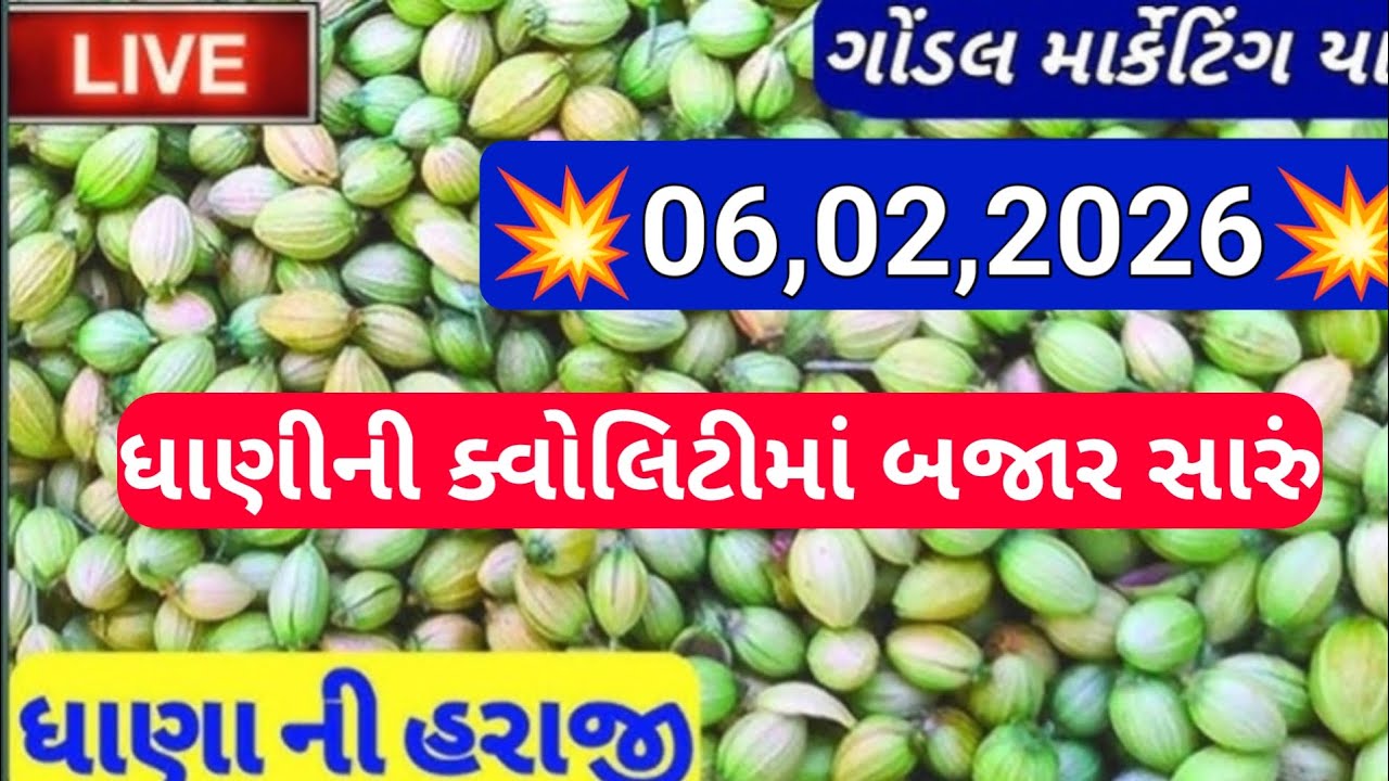 ગોંડલ નવા ધાણા ના બજાર ભાવ / નવા ધાણા ના બજાર ભાવ / ધાણા ના બજાર ભાવ /06,02,2025