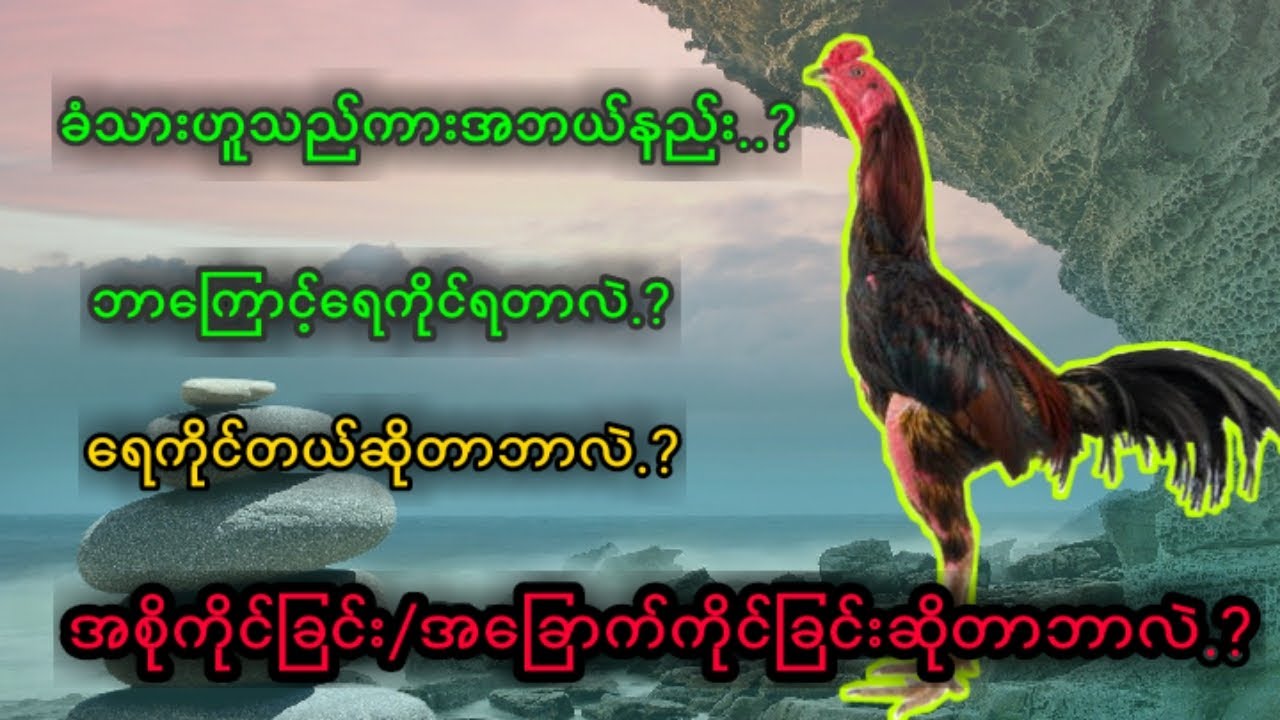 ကြက်တစ်ကောင်၏ခွပ်သား၊ခံသားဆိုသည်မှာအဘယ်နည်း? ဘာကြောင့် ရေကိုင်ရတာလဲနှင့်ရေကိုင်လက်သားထည့်ခြင်း။