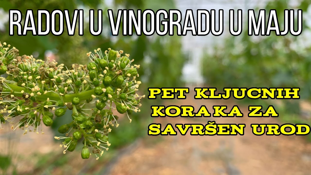 Radovi u vinogradu u maju. Pet kljucnih koraka za savrsen urod.