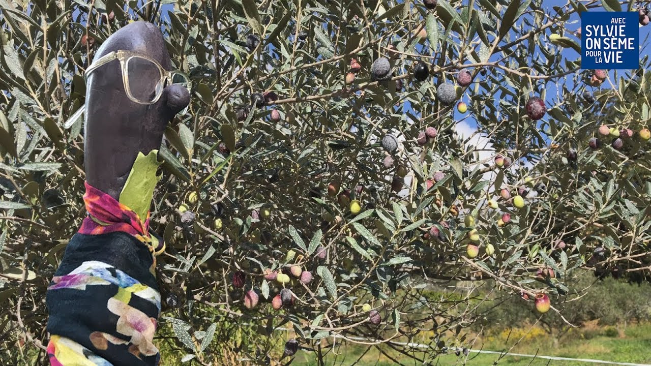 Marcelline cueille les olives chez Patrice de Colmont à la Ferme des Bouis