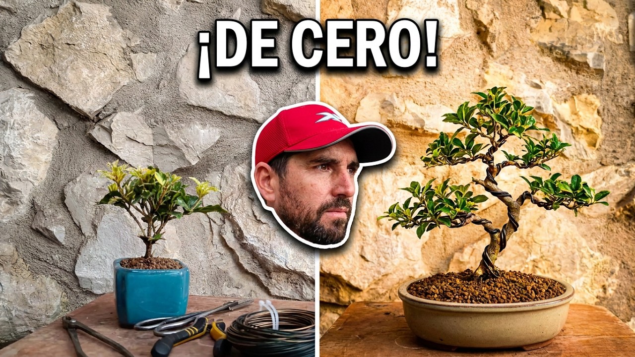 Primer trabajo en un plantón para bonsai