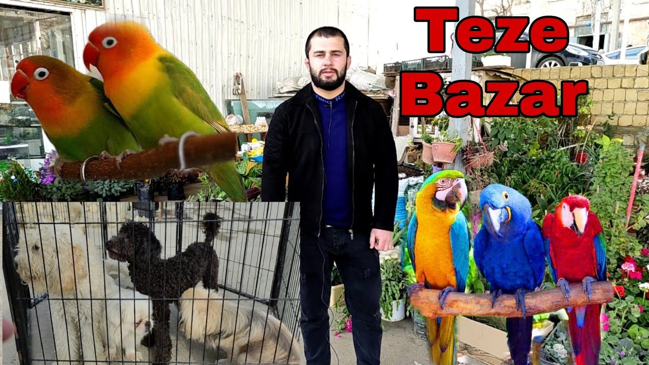 Teze Bazar  #tezebazar #baliq #papuqay #elixezer