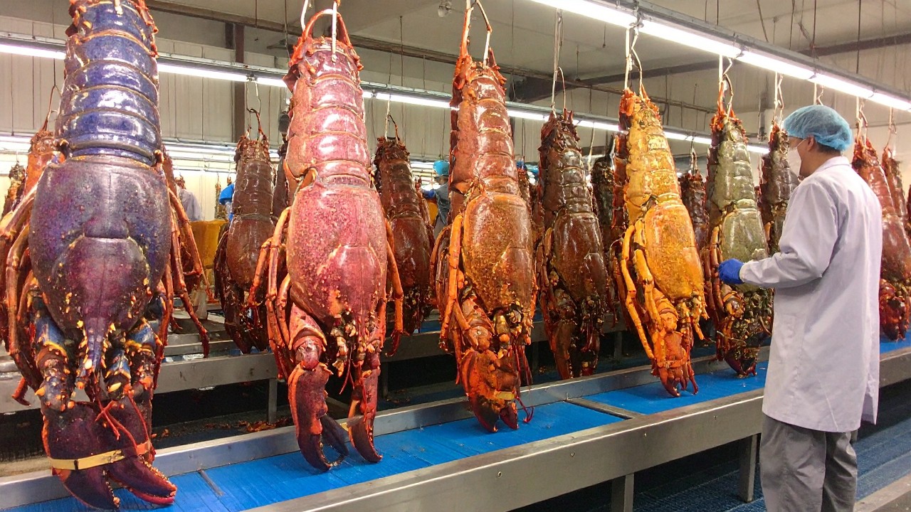 SHOCKING Giant Lobsters Farming - How Farmers Raise and Harvest Millions of Lobsters Under the Sea?
