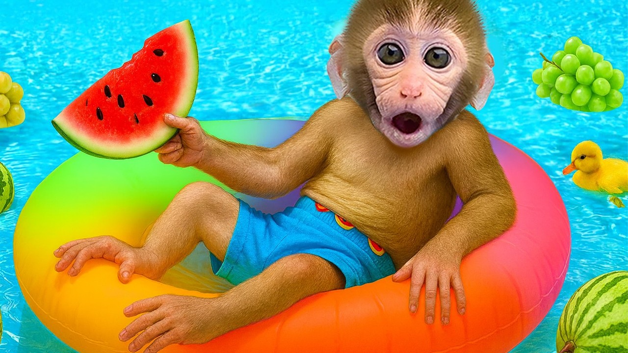 小猴子 Gogo 在泳池裡發現超大西瓜🍉😱| Gogo Monkey Life