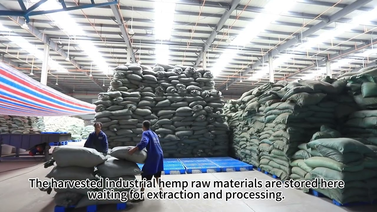 The workers were too rough in handling the crushed marijuana leaves.