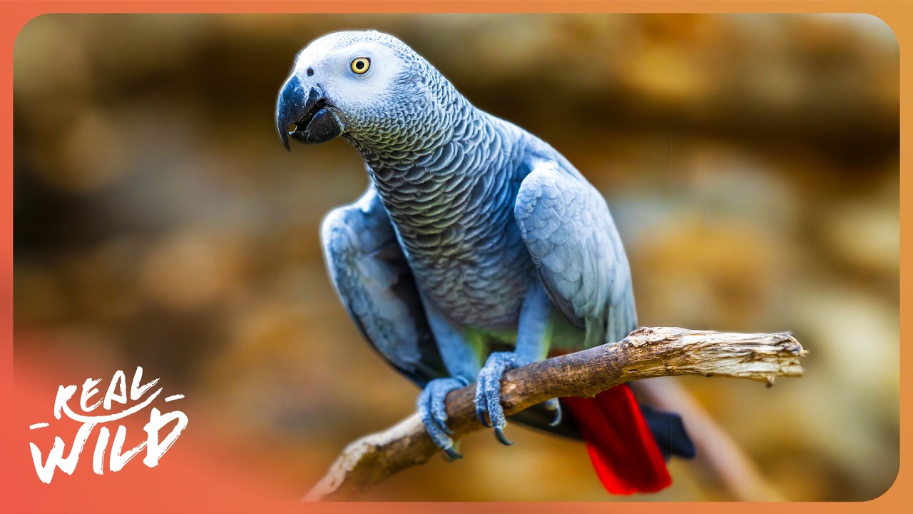 Understanding The Secret Language of Animals