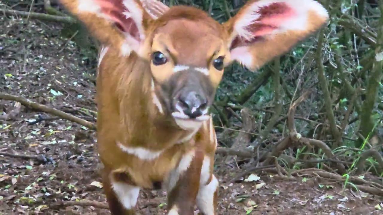 Baby Mia - The 100th Bongo born at Mount Kenya Wildlife Conservancy