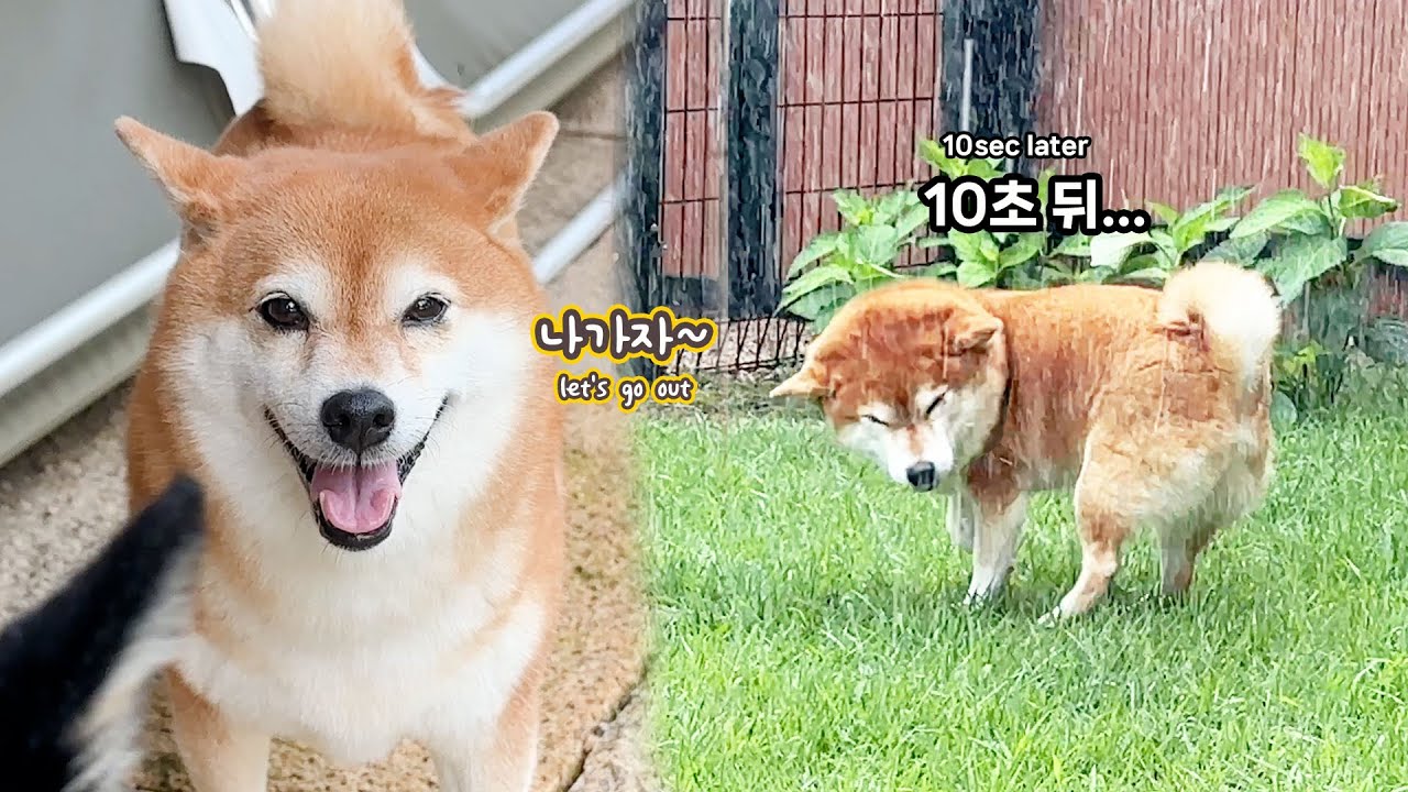 비온는날 밖에 나가자고 난리치더니 개당황한 강아지 ㅋㅋㅋ