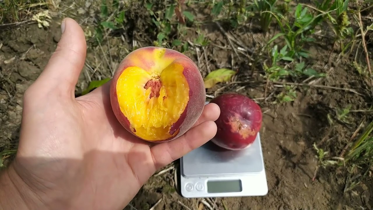 Геа, Роял Тайм