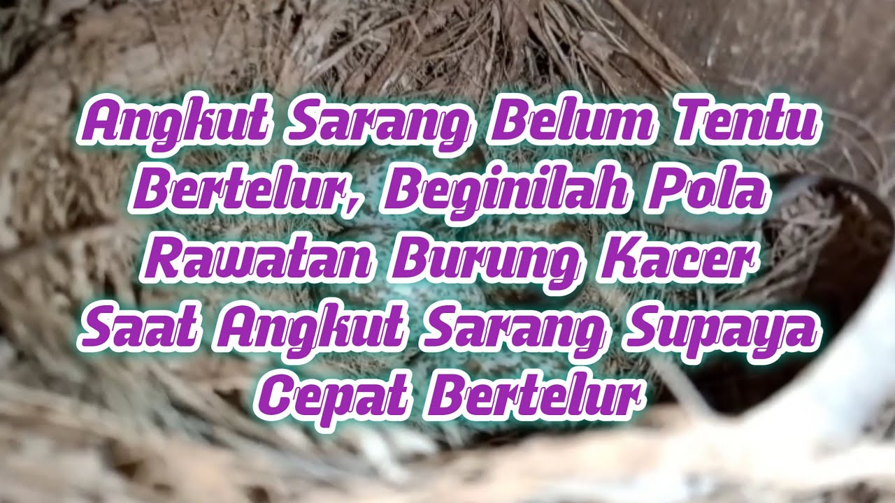 Pola Rawatan Burung Kacer Saat Mulai Angkut Sarang